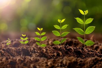 Phân Bón Hữu Cơ