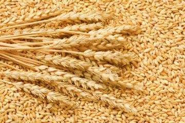 Lúa Mì (Wheat) – Nguồn Nguyên Liệu Chất Lượng Cho Công Nghiệp Chế Biến